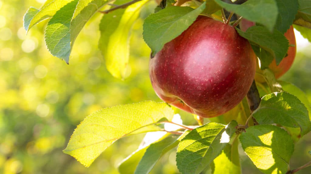 Red apple on a tree